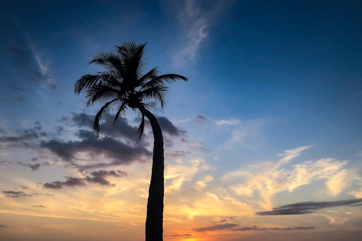 A palm tree at sunset in Naples, Florida